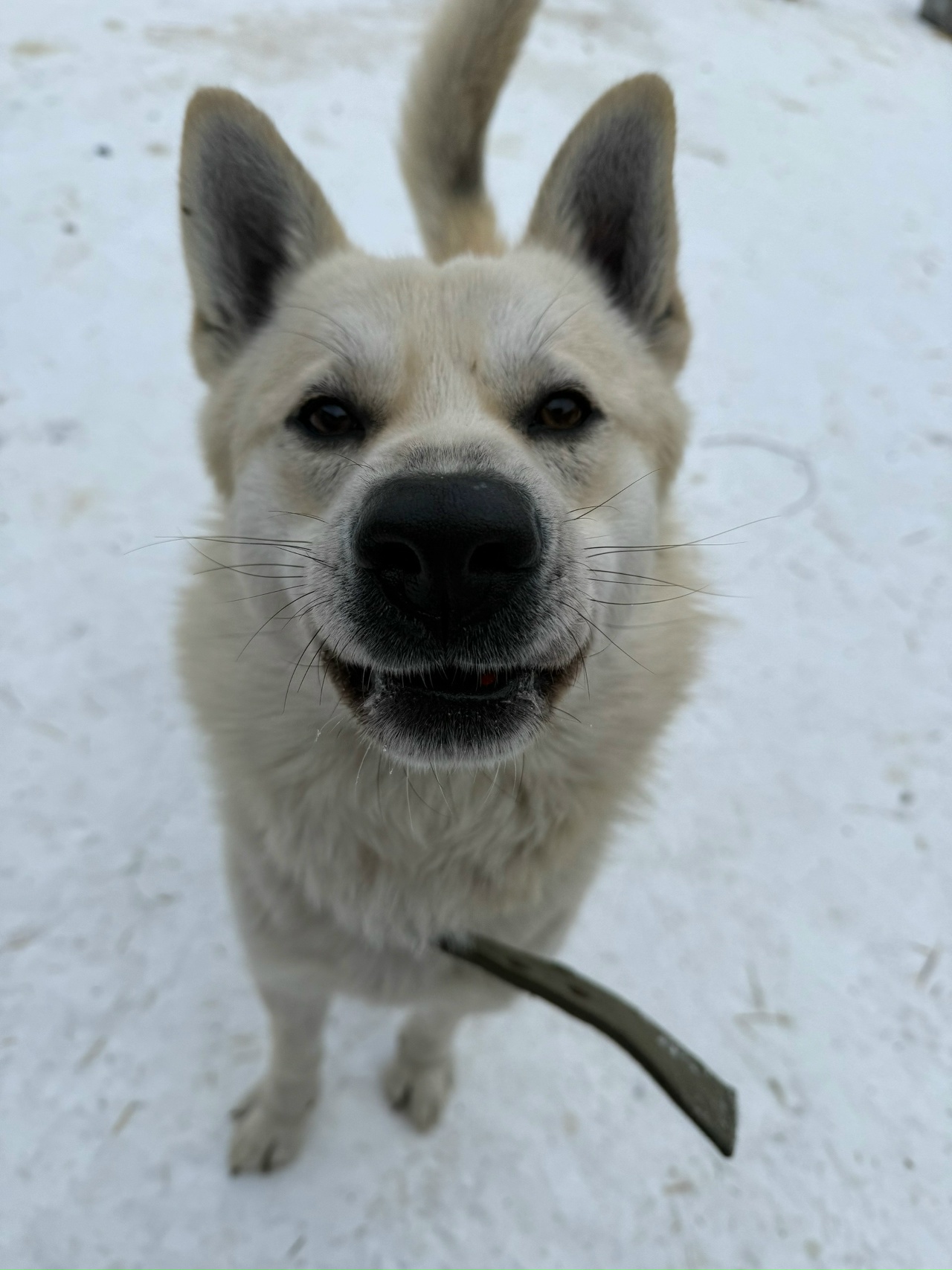Бакс