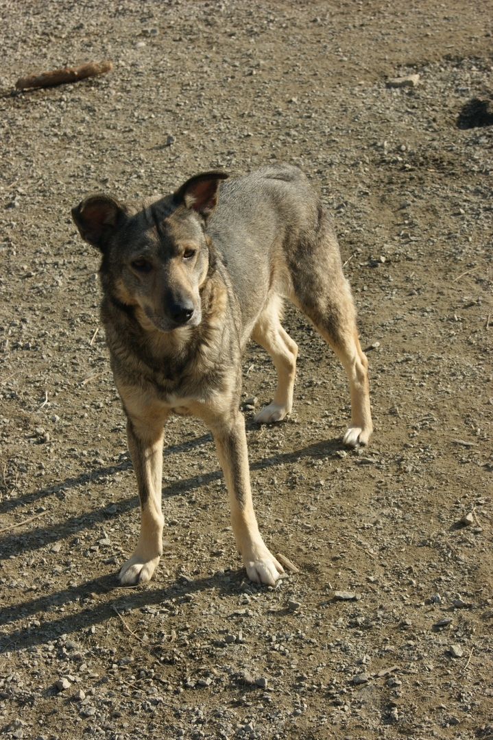 Дик